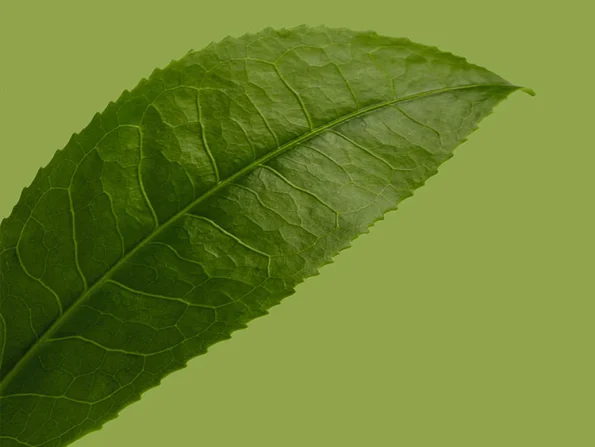 Esencia de té verdepara la coleccion de mandarina y té verde de Acca Kappa